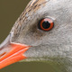 Water_rail_possible_2.small